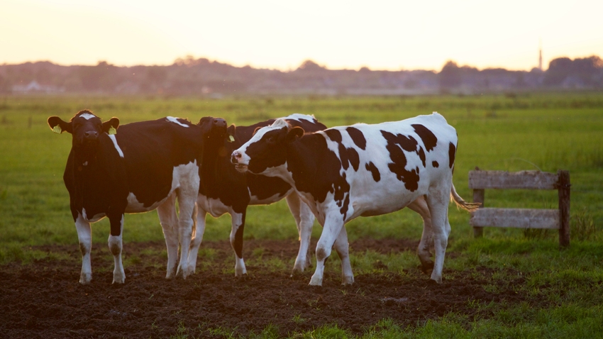 three cows on a green field